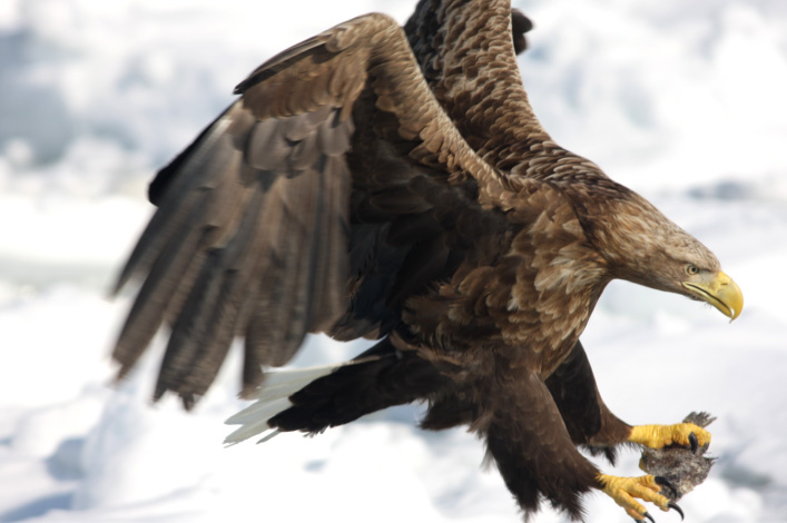 White-Tailed Eagle