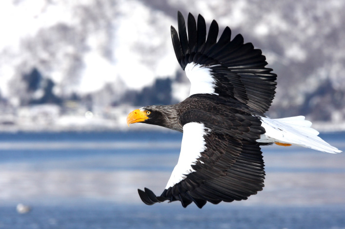 Steller’s Sea Eagle