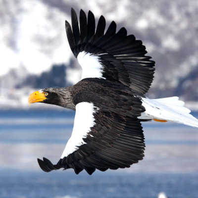 Steller’s Sea Eagle