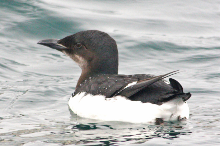 Brunnich's Guillemot