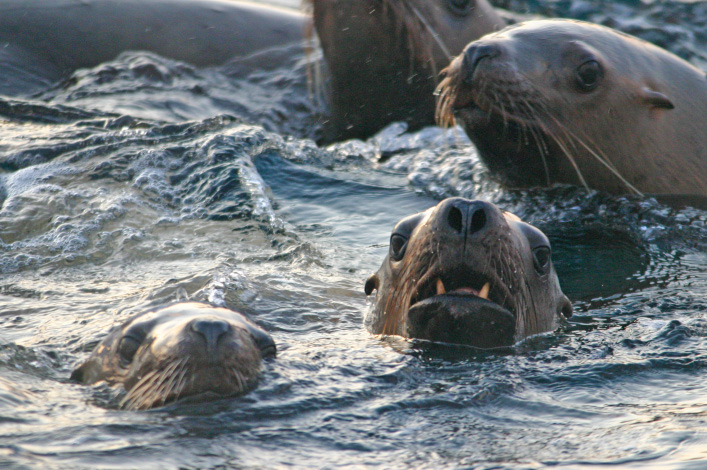 Steller Sea Lion