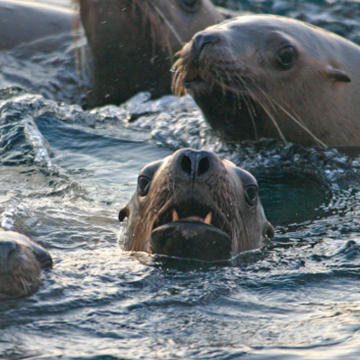 Steller Sea Lion