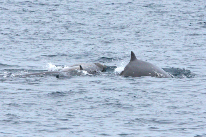 Sato's Beaked Whale