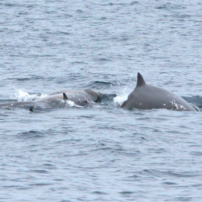 Sato's Beaked Whale