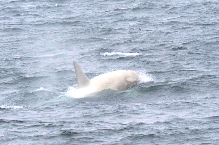 White Killer Whale