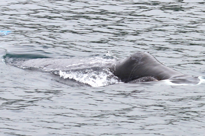 Bowhead Whale