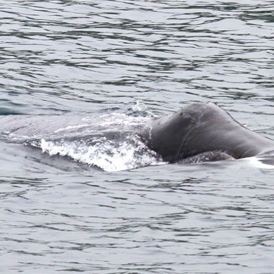 Bowhead Whale