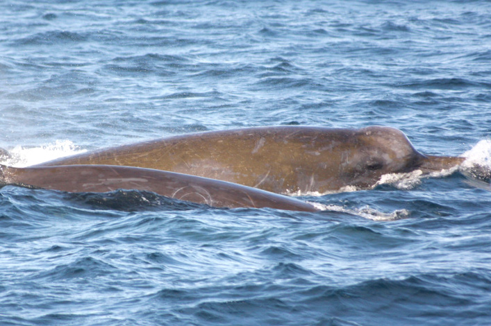 Baird's Beaked Whale