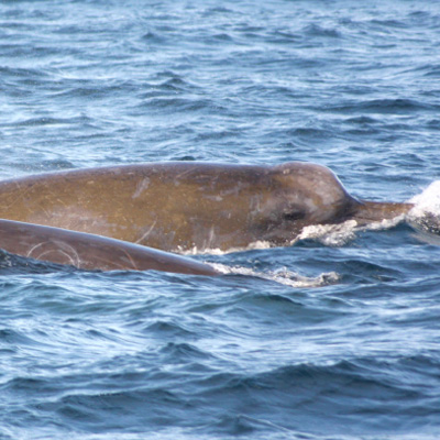 Baird's Beaked Whale