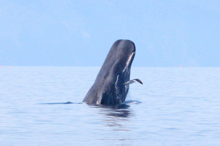 Sperm Whale