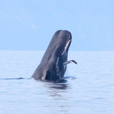 Sperm Whale