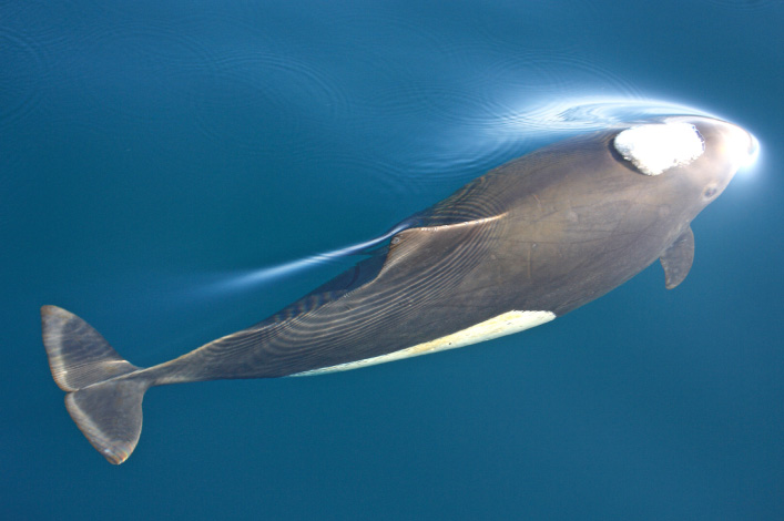 Dall’s Porpoise