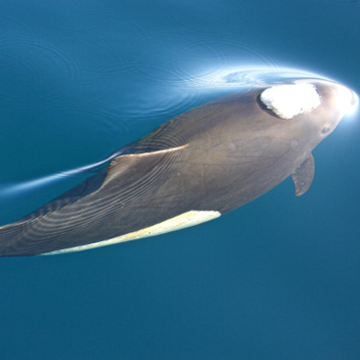 Dall’s Porpoise