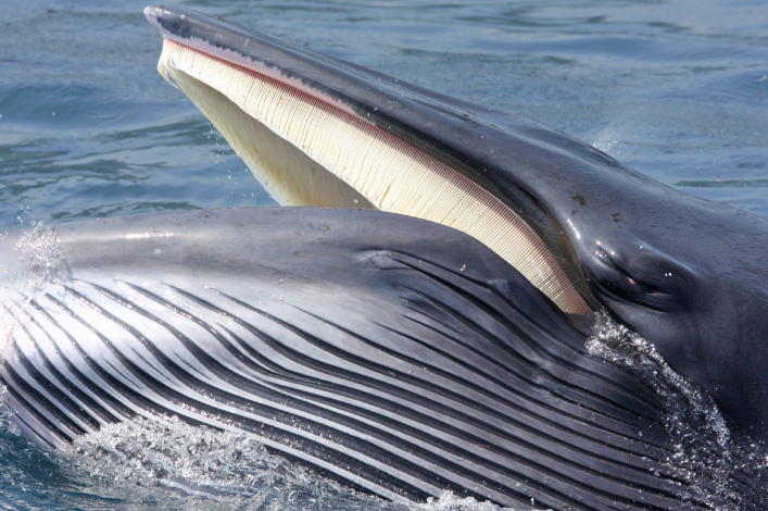 Minke Whale