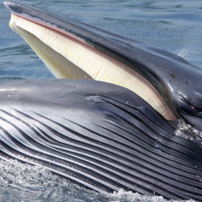 Minke Whale