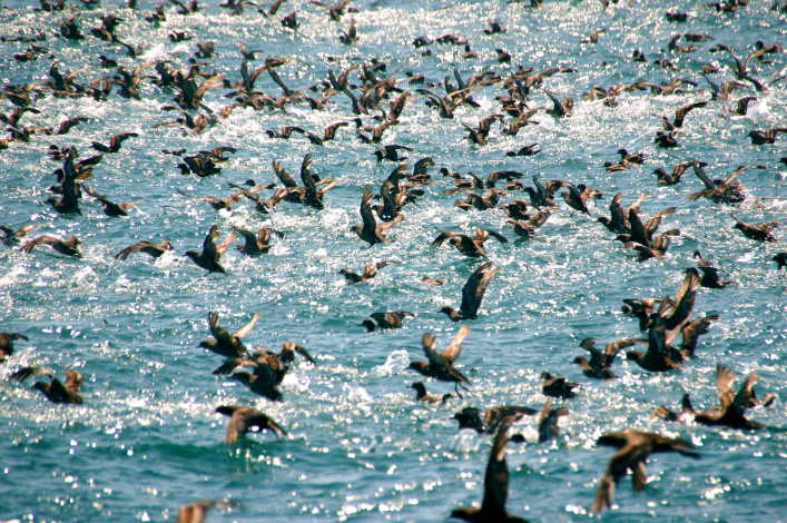 Short-Tailed Shearwater