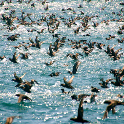 Short-Tailed Shearwater