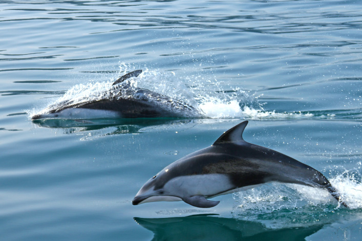 Pacific White-Sided Dolphin