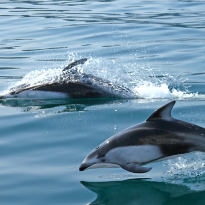 Pacific White-Sided Dolphin