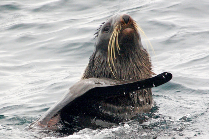 Fur Seal