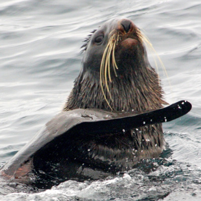 Fur Seal