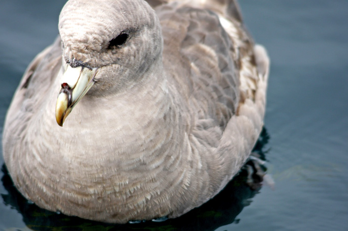 Northern Fulmar