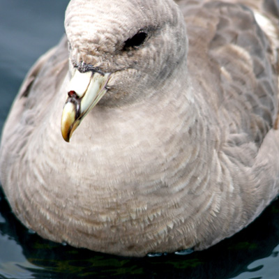 Northern Fulmar