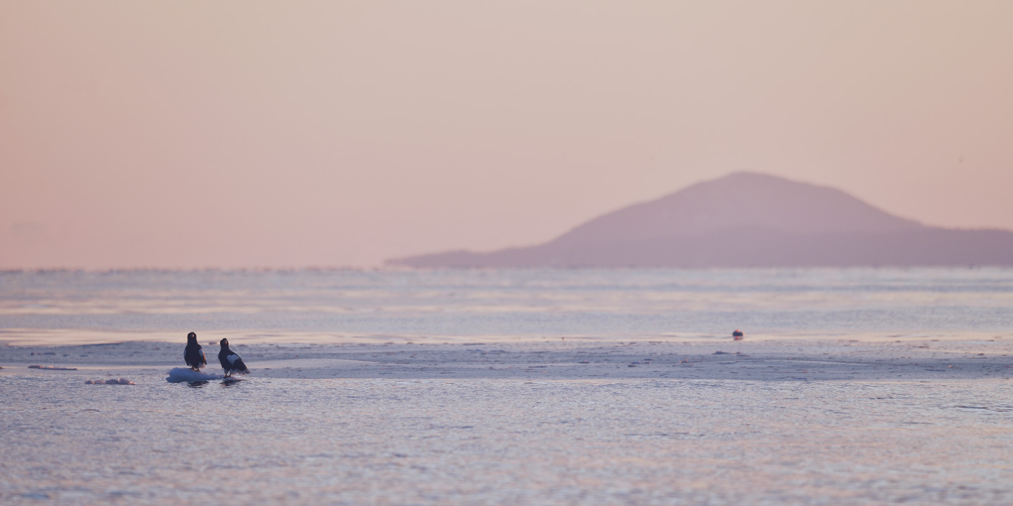 海と陸の生態系が生む、野生動物との感動の出会い。