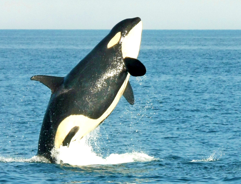 クジラ・イルカ・バードウォッチング