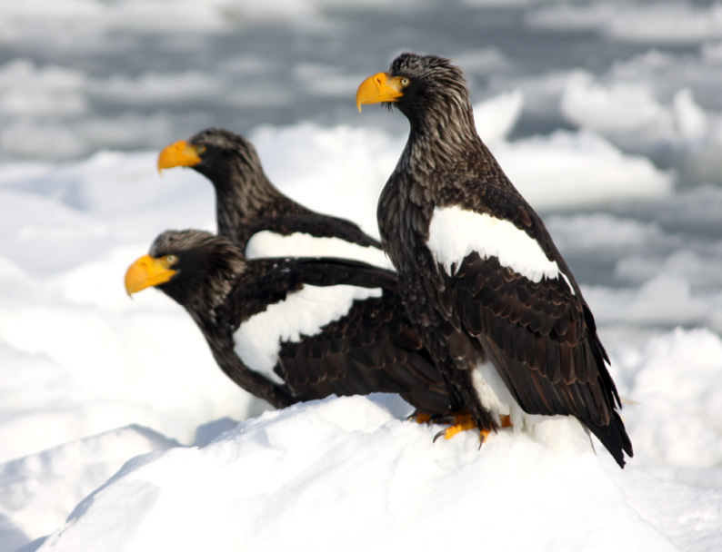 Drift Ice & Bird Watching