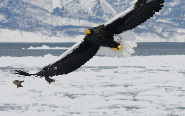 Winter. Drift Ice & Bird Watching