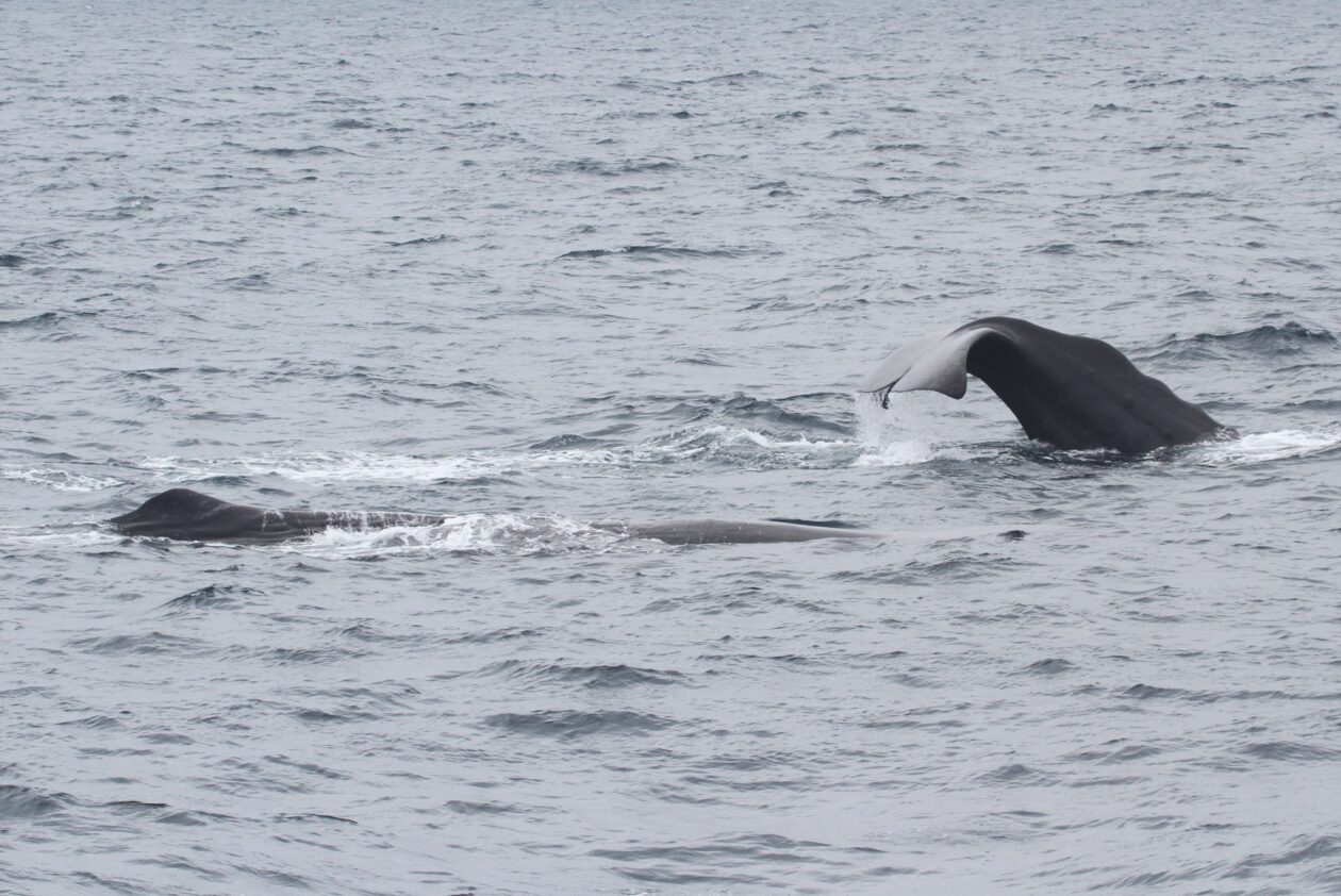オウギハクジラの仲間 知床ネイチャークルーズ クジラ・イルカ・バードウォッチング 流氷