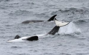 オスシャチの大ジャンプ 知床ネイチャークルーズ クジラ イルカ バードウォッチング 流氷