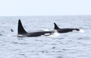 オスシャチの大ジャンプ 知床ネイチャークルーズ クジラ イルカ バードウォッチング 流氷