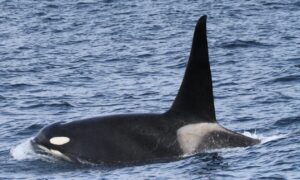 オスシャチの大ジャンプ 知床ネイチャークルーズ クジラ イルカ バードウォッチング 流氷