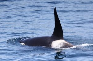 港前で運良く 知床ネイチャークルーズ クジラ イルカ バードウォッチング 流氷