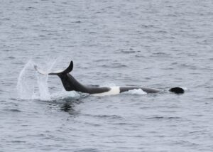見渡す限りのシャチ群れ 知床ネイチャークルーズ クジラ イルカ バードウォッチング 流氷