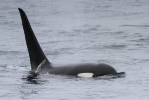 見渡す限りのシャチ群れ 知床ネイチャークルーズ クジラ イルカ バードウォッチング 流氷