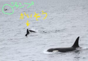 シャチ大集合 知床ネイチャークルーズ クジラ イルカ バードウォッチング 流氷