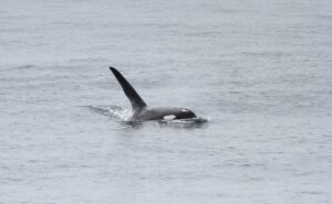 夏季シーズンシャチ初日 知床ネイチャークルーズ クジラ イルカ バードウォッチング 流氷
