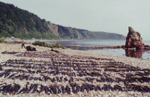 Scenery of drying kelp back then