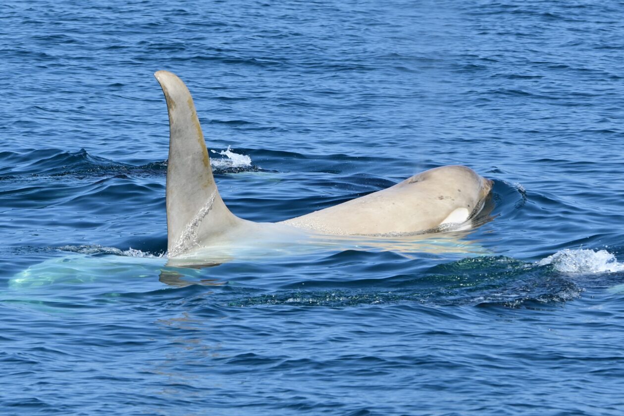 3度目の白シャチ | 知床ネイチャークルーズ | クジラ・イルカ・バードウォッチング | 流氷